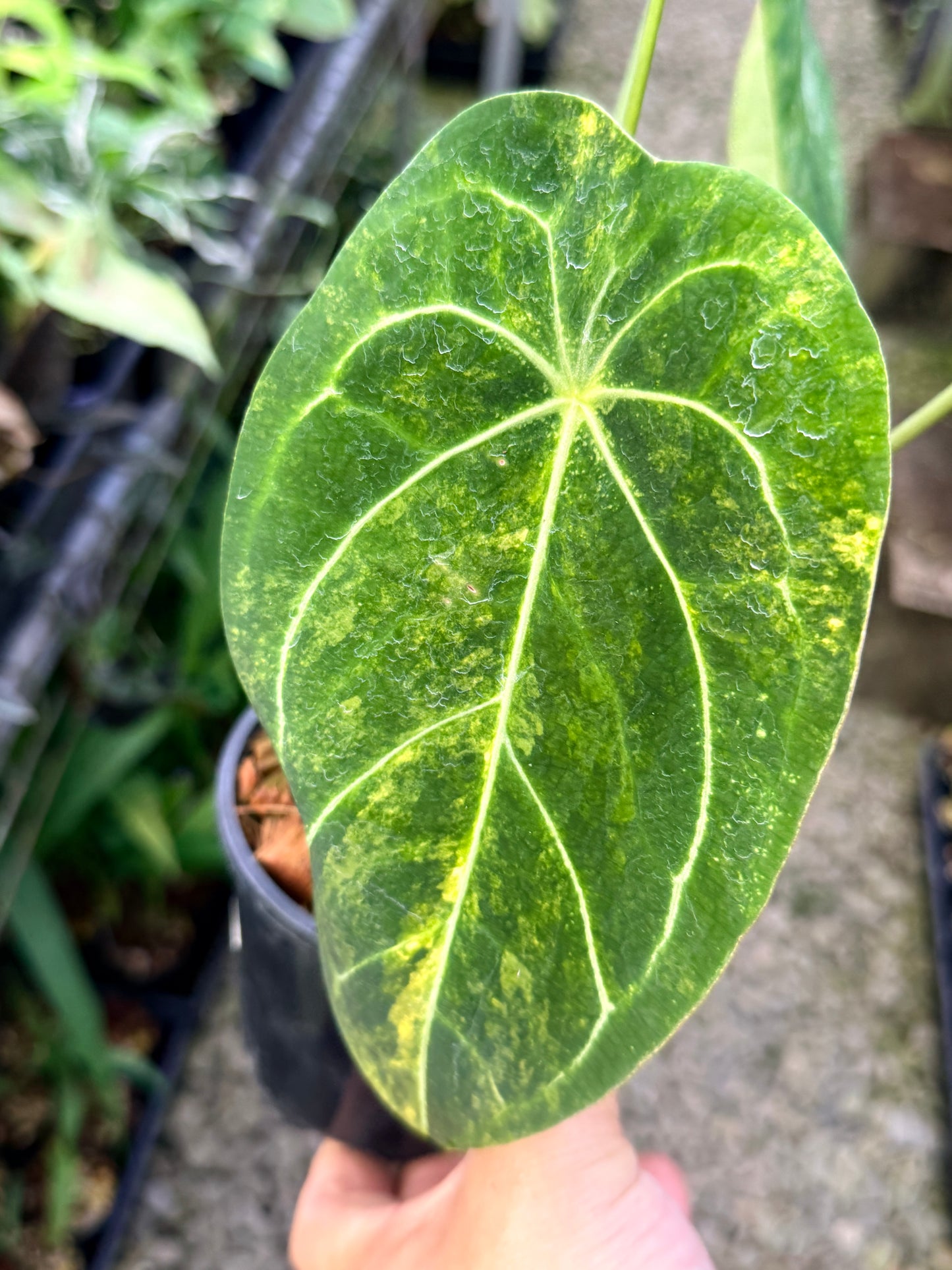 Anthurium Forgetii Variegata Hybrid - Large G22