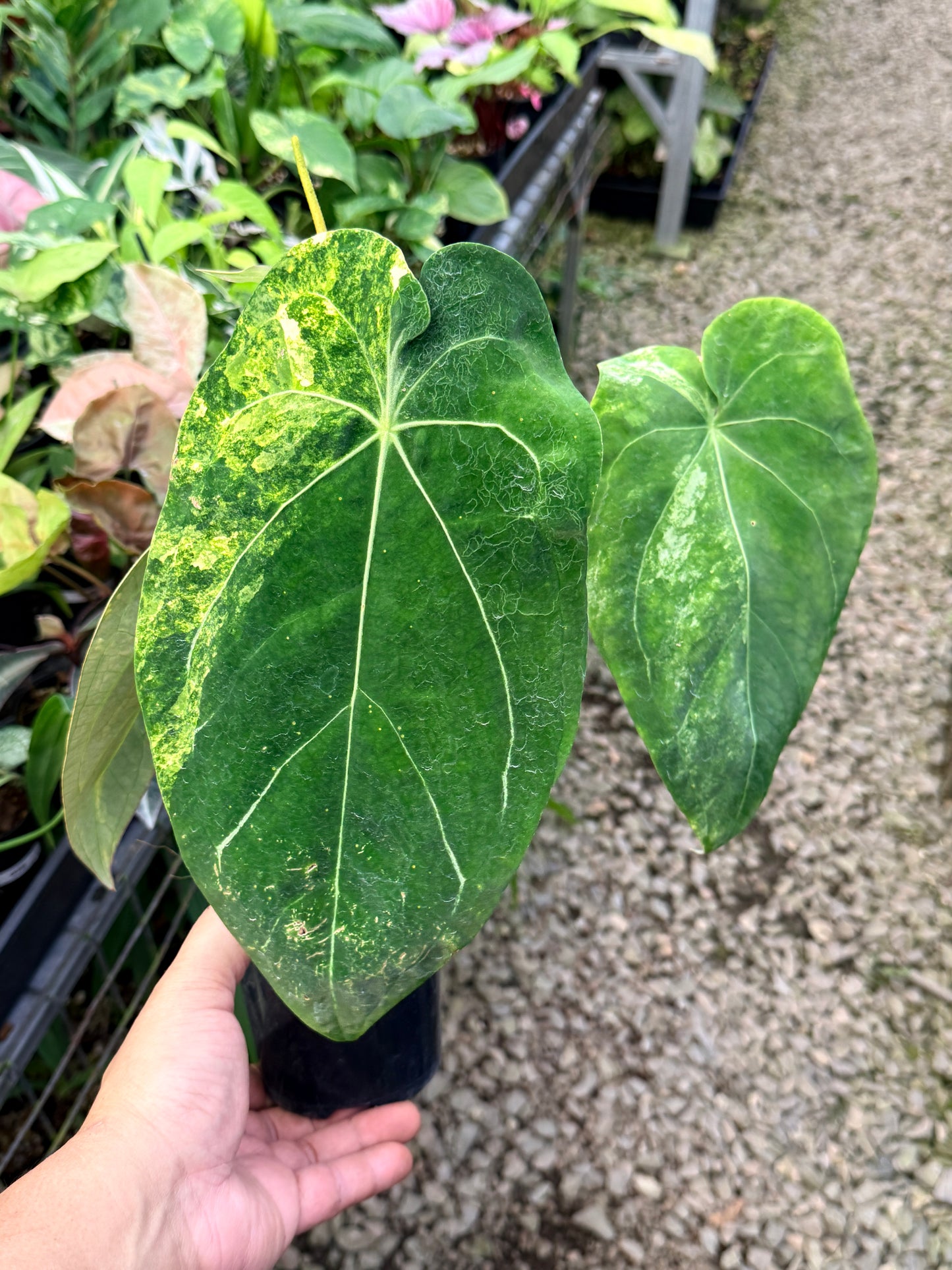 Anthurium Forgetii Variegata Hybrid - Large G22