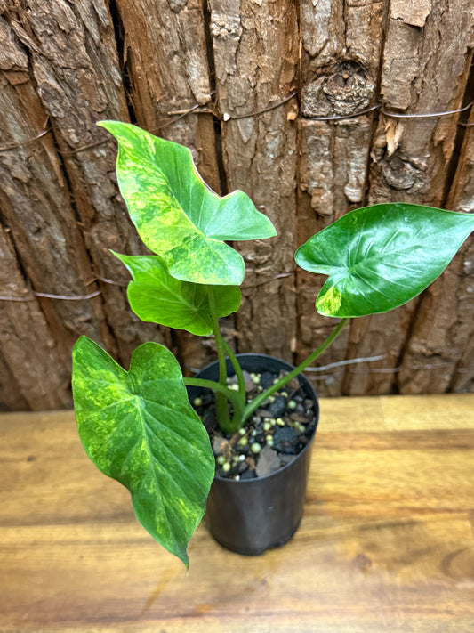 Alocasia Gageana Variegata Aurea K21