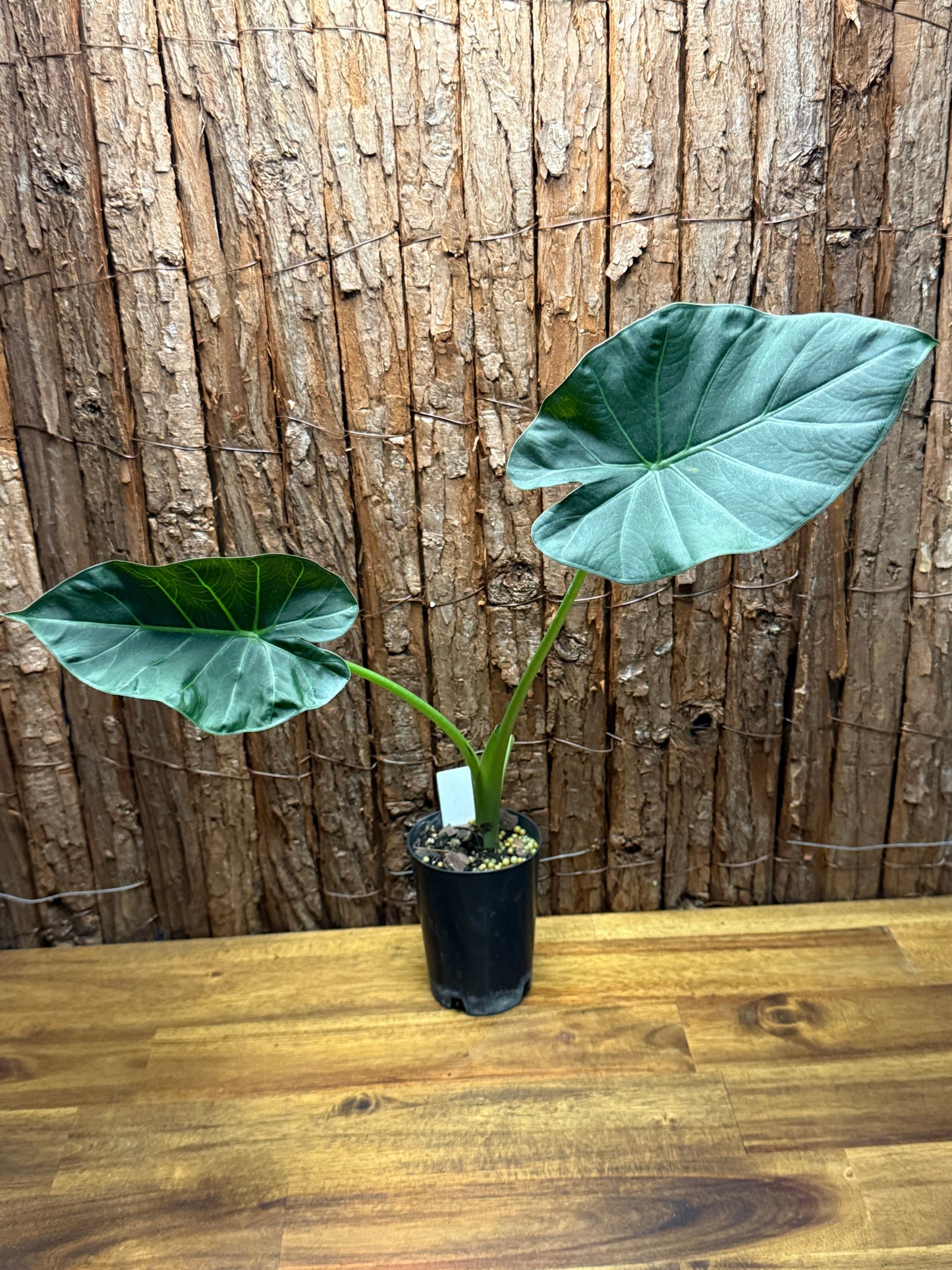 Alocasia Regal Shield K22