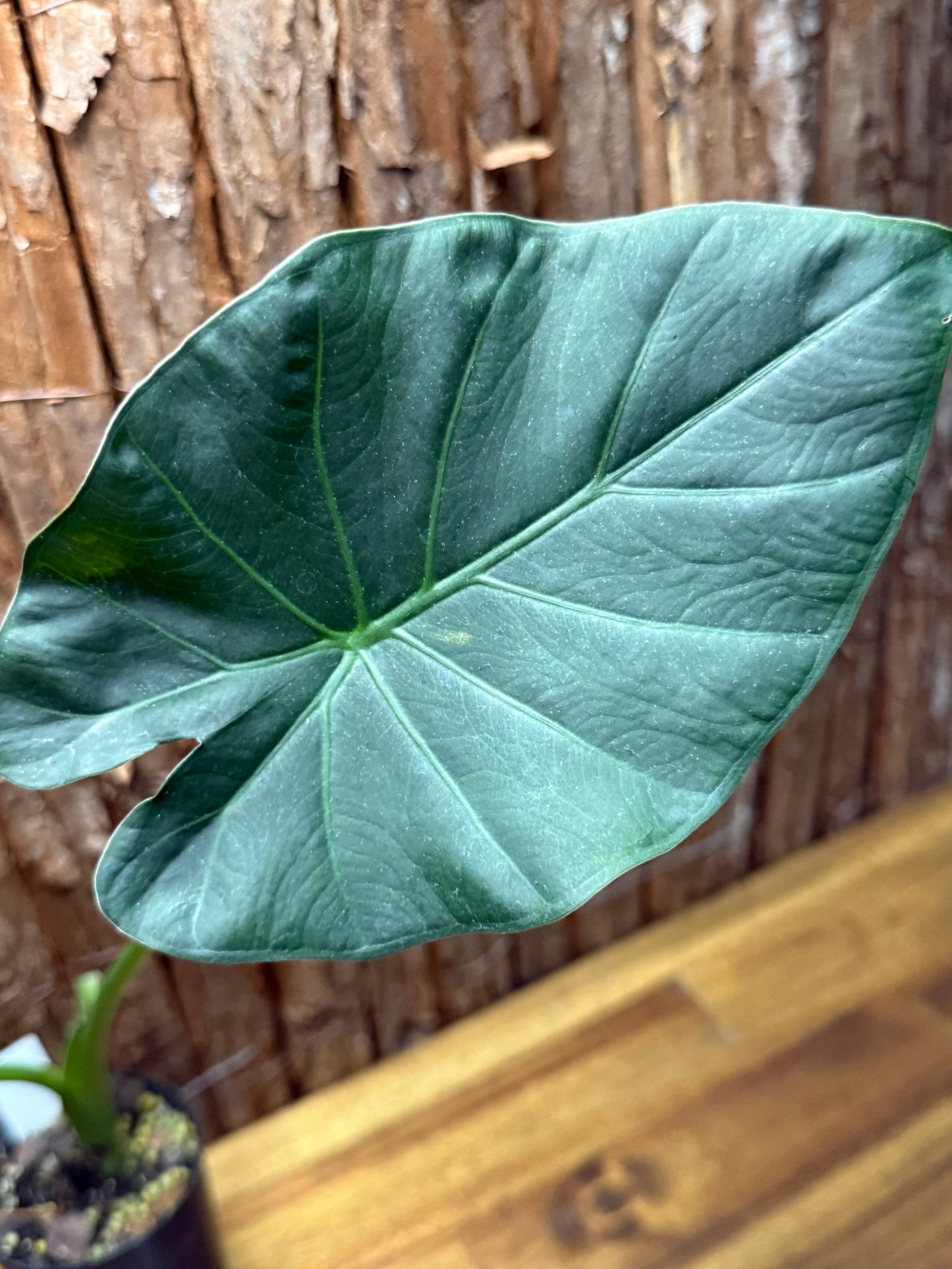 Alocasia Regal Shield K22