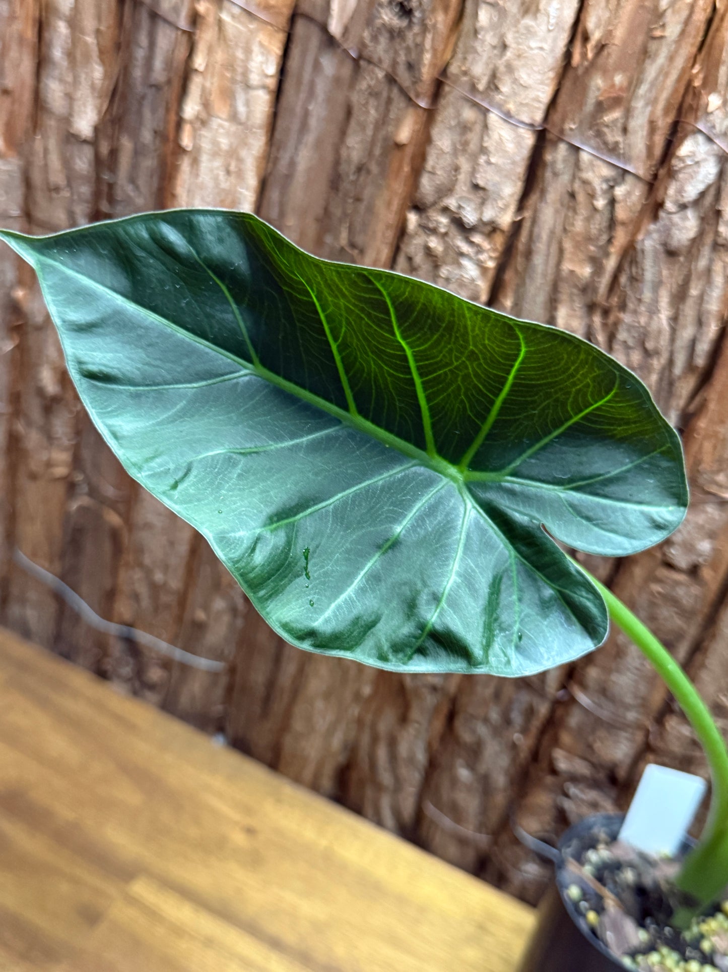 Alocasia Regal Shield K22