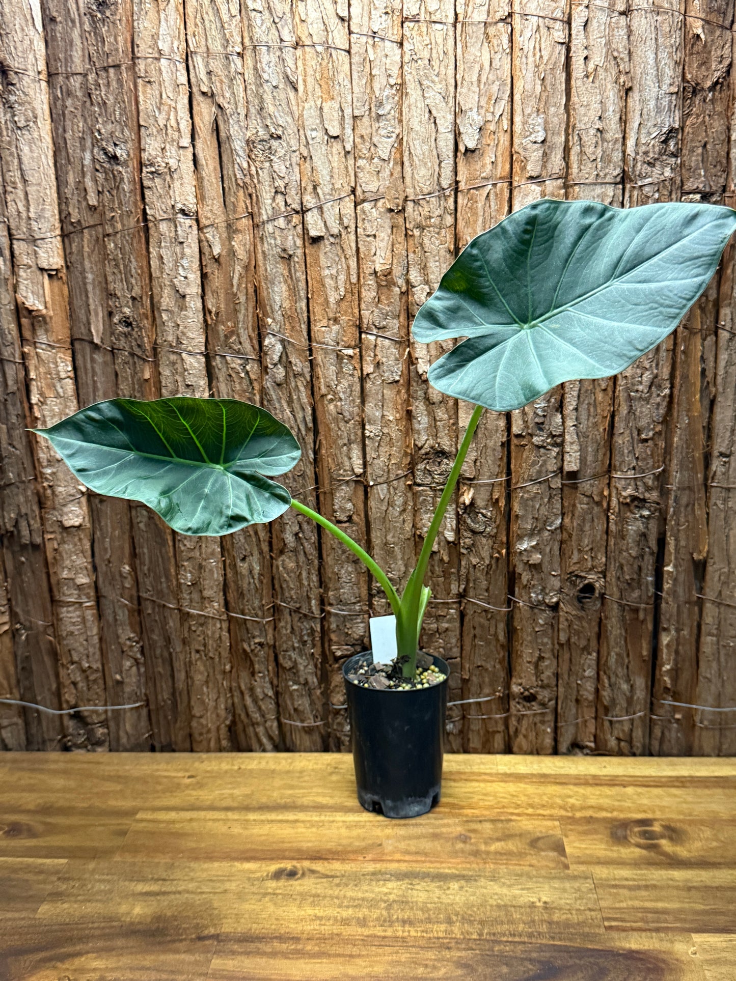 Alocasia Regal Shield K22