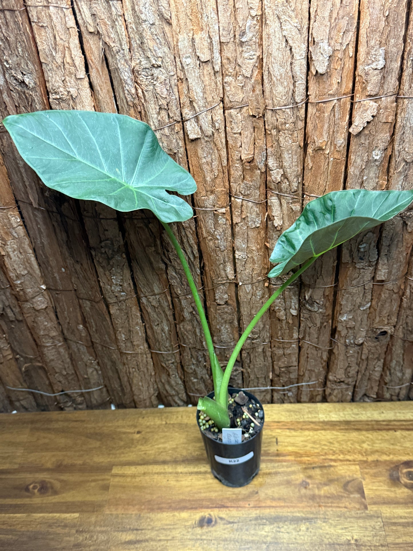 Alocasia Regal Shield K22