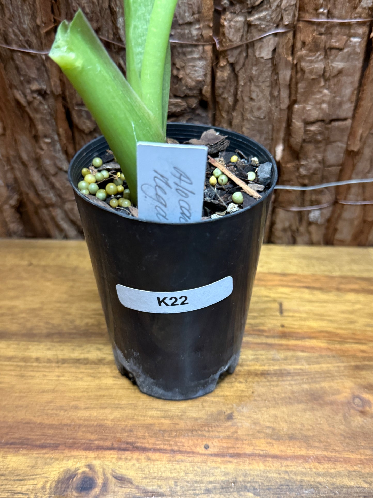 Alocasia Regal Shield K22