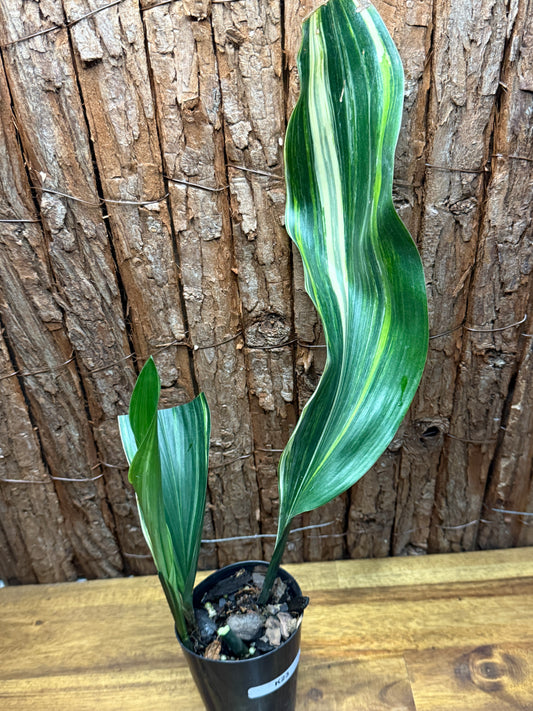 Aspidistra Variegated Iron Plant K23