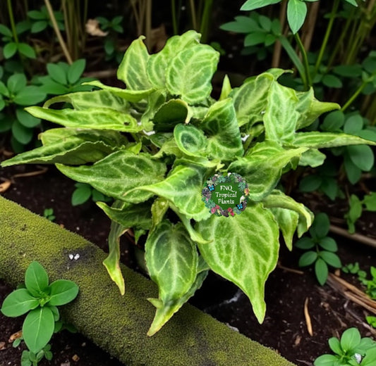 Anthurium crystallinium Dorayaki Hybrid Mini - Best Pick of the Crop!