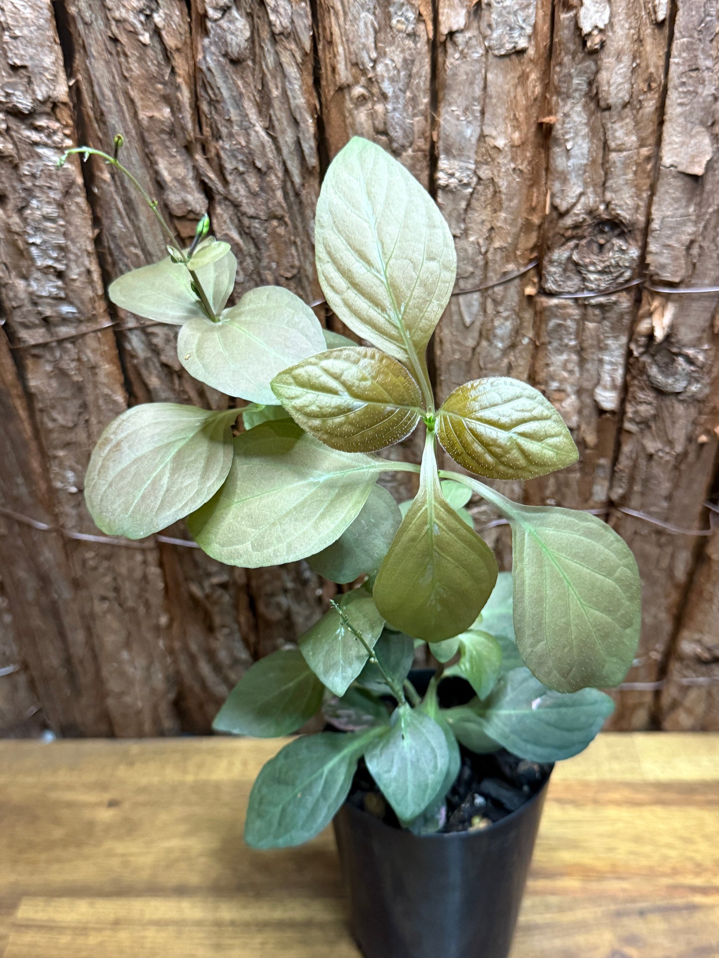 Pseuderanthemum alatum Chocolate Plant K26