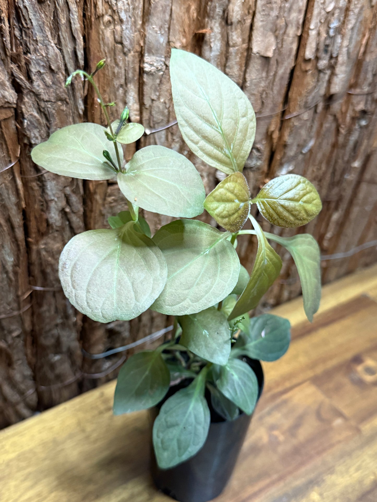 Pseuderanthemum alatum Chocolate Plant K26