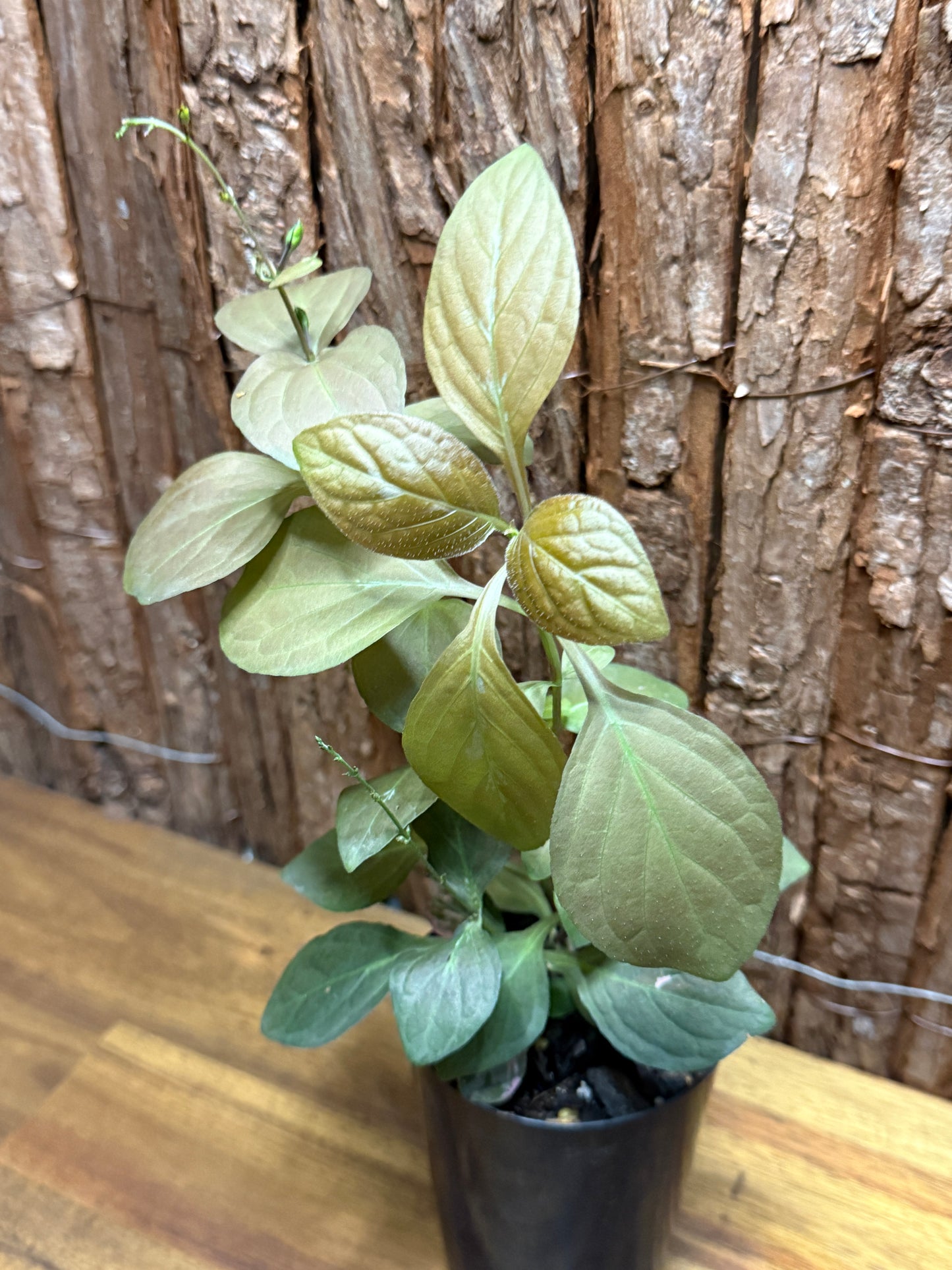 Pseuderanthemum alatum Chocolate Plant K26