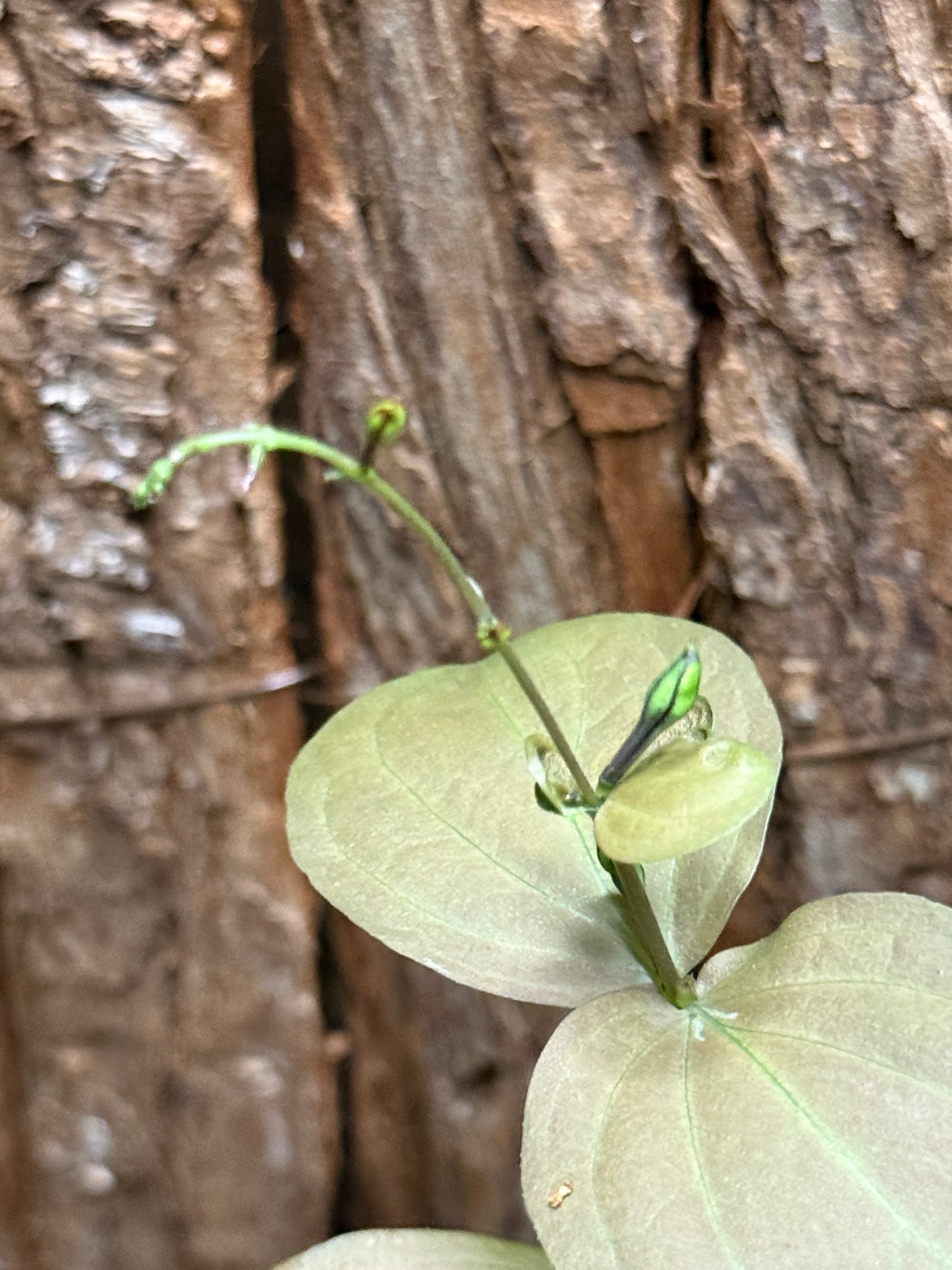 Pseuderanthemum alatum Chocolate Plant K26