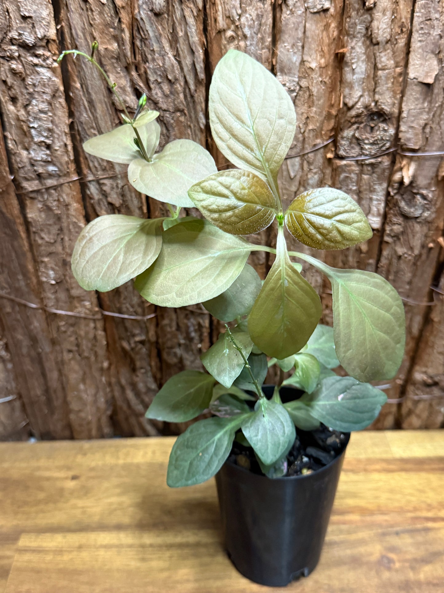 Pseuderanthemum alatum Chocolate Plant K26