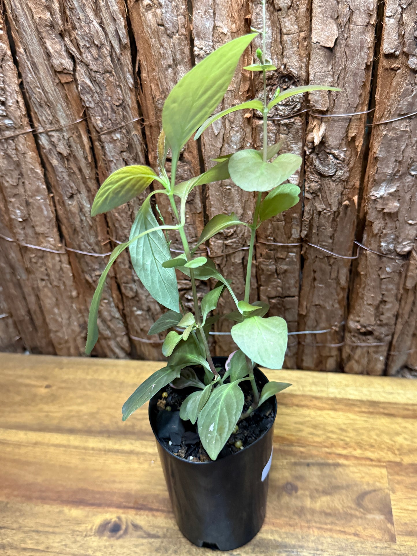 Pseuderanthemum alatum Chocolate Plant K26