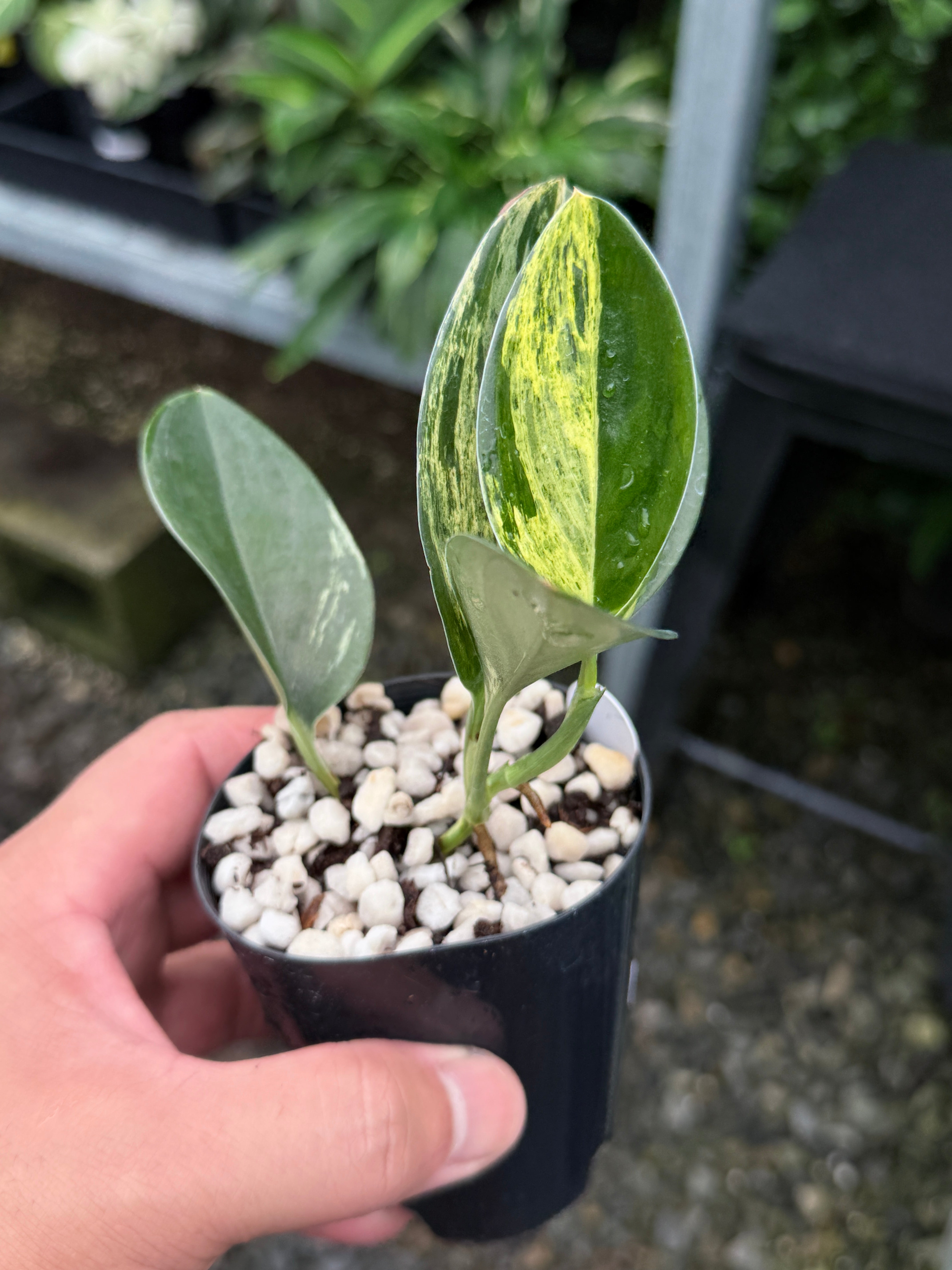 Scindapsus treubii 'Dark Variegation' K17 – FNQ Tropical Plants