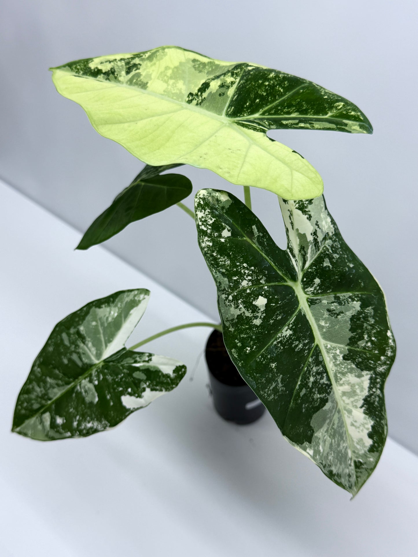 Alocasia Frydek Variegata Q63
