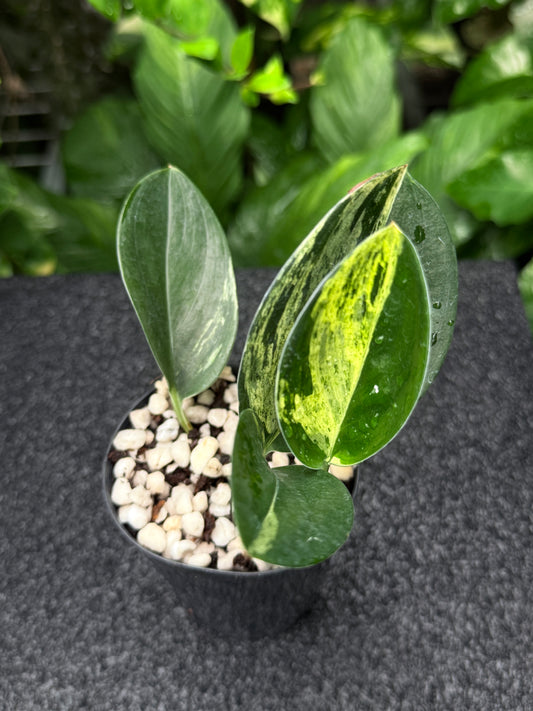 Scindapsus treubii 'Dark Variegation' K17