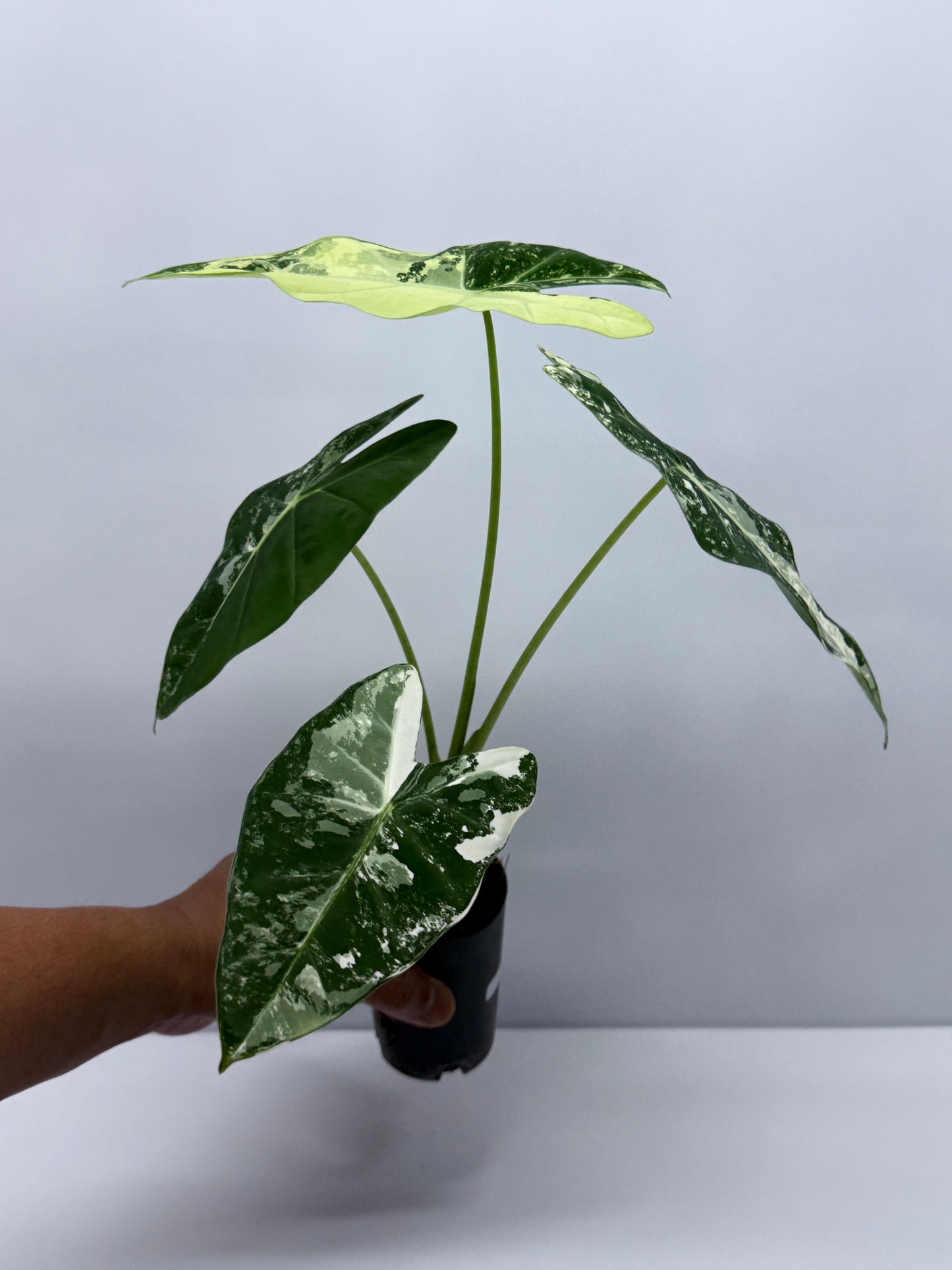 Alocasia Frydek Variegata Q63