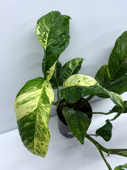 Rhaphidophora Puberula Variegata NONTC Q64