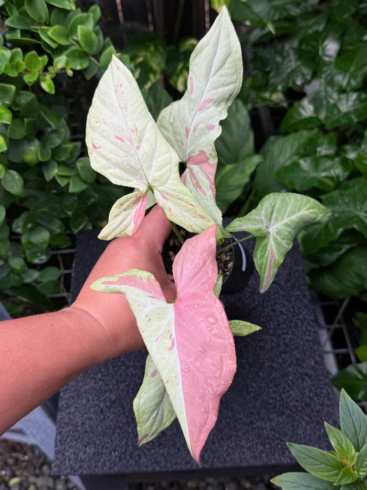 Syngonium 'Pink Salmon' K22