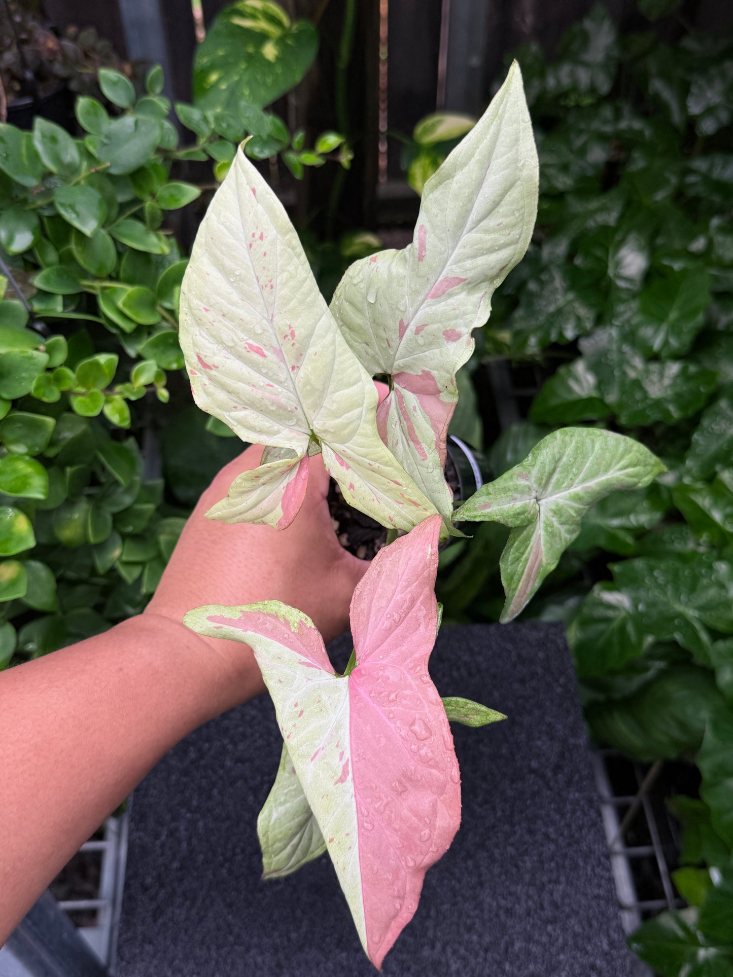 Syngonium 'Pink Salmon' K22