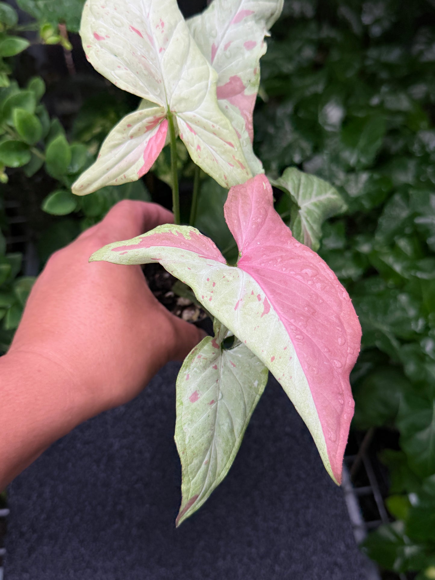 Syngonium 'Pink Salmon' K22
