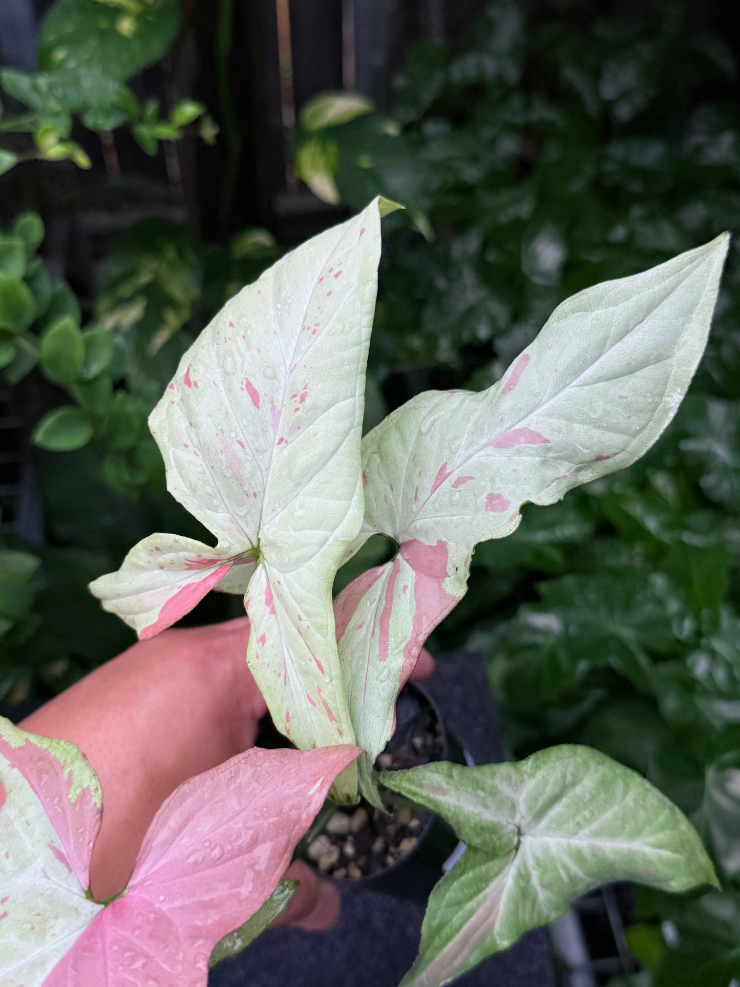 Syngonium 'Pink Salmon' K22