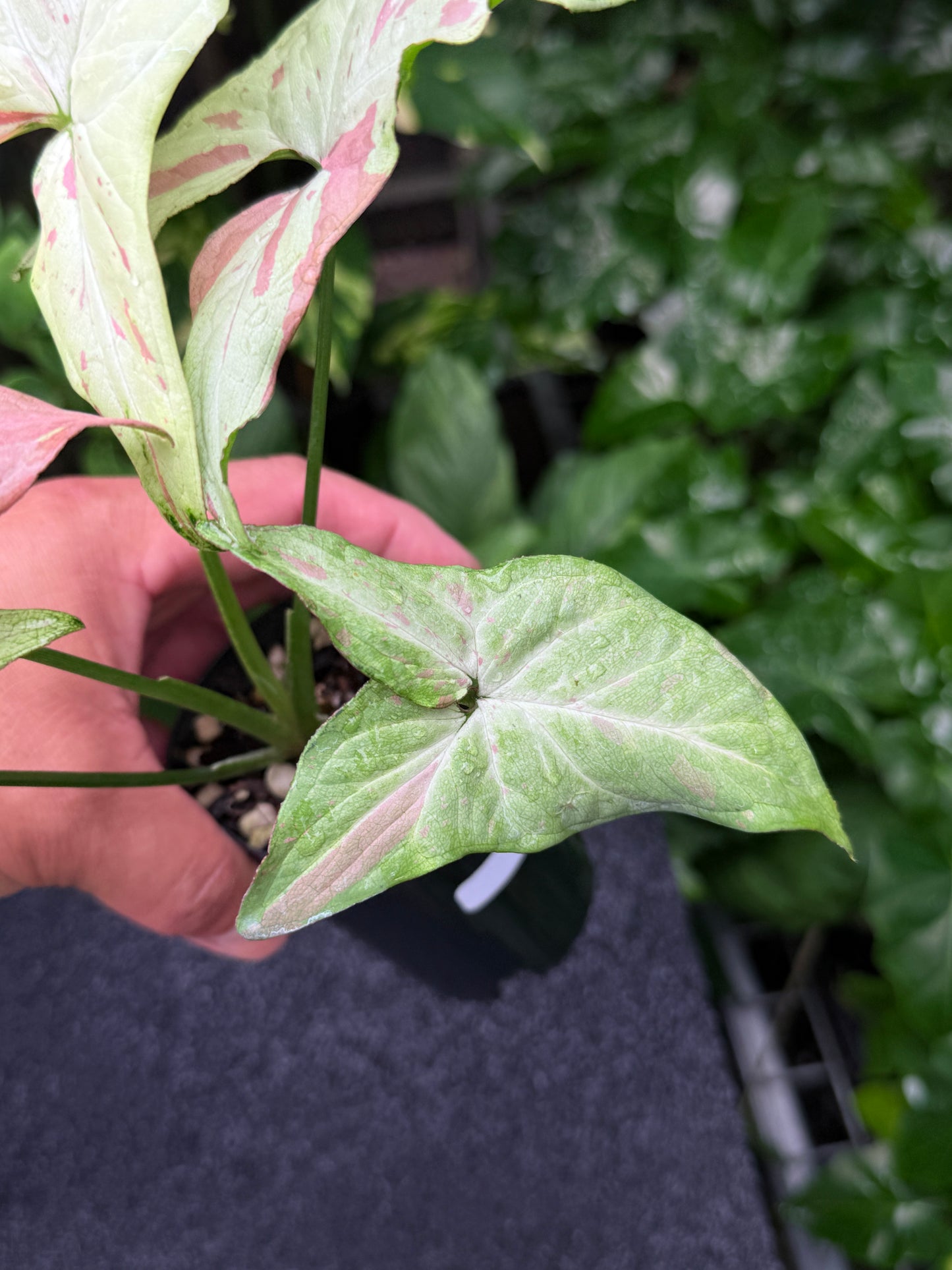 Syngonium 'Pink Salmon' K22
