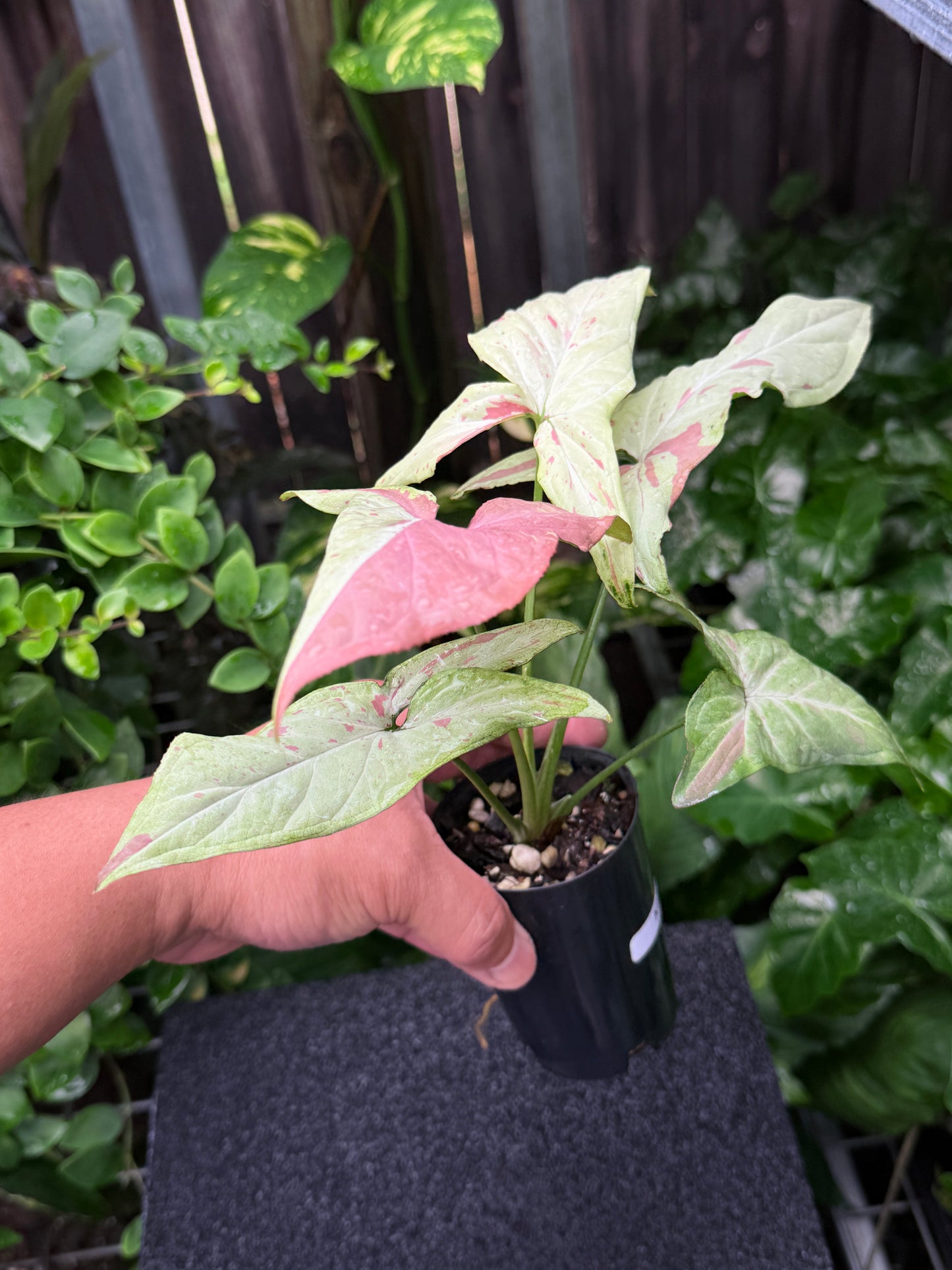 Syngonium 'Pink Salmon' K22