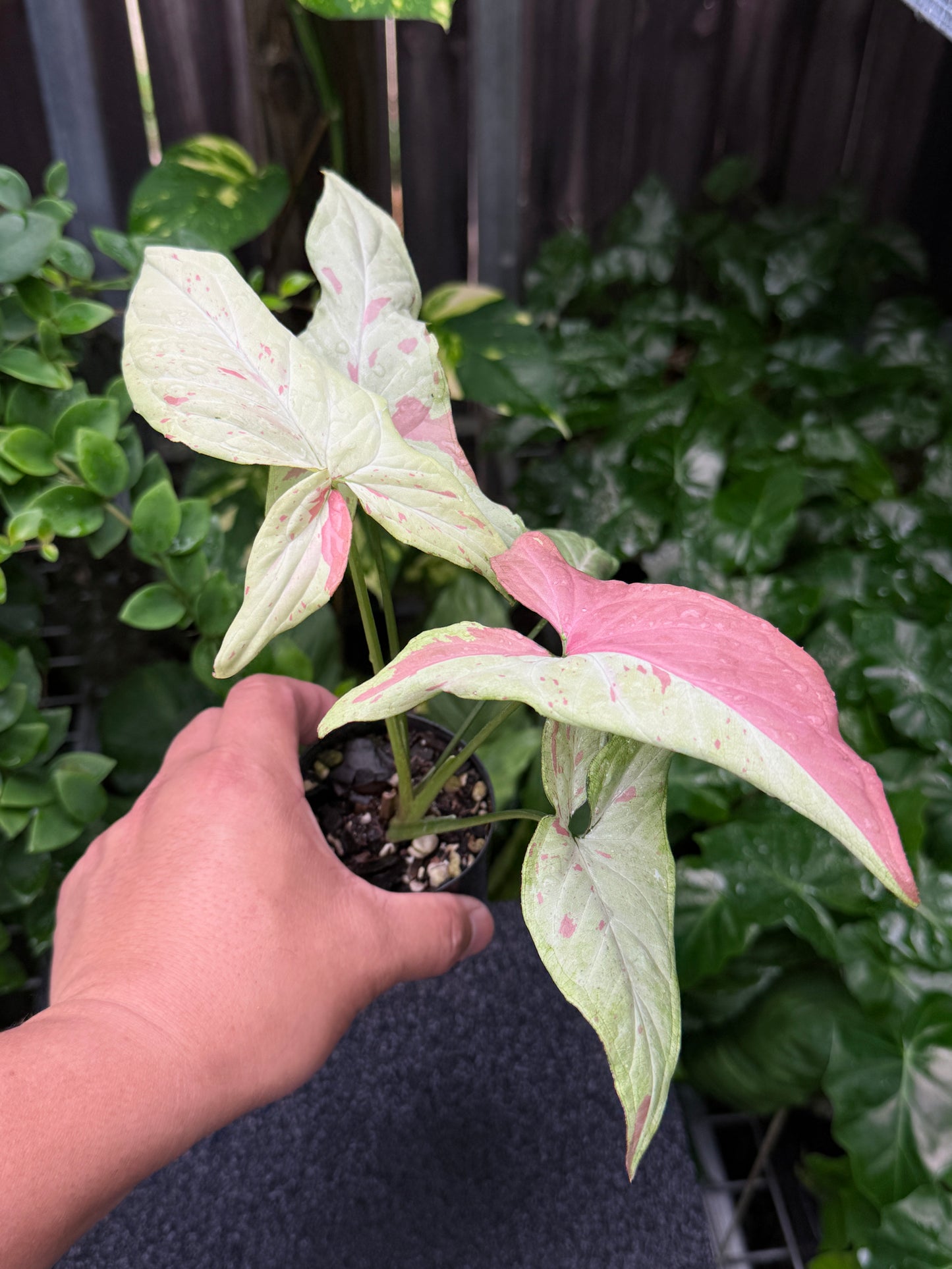 Syngonium 'Pink Salmon' K22