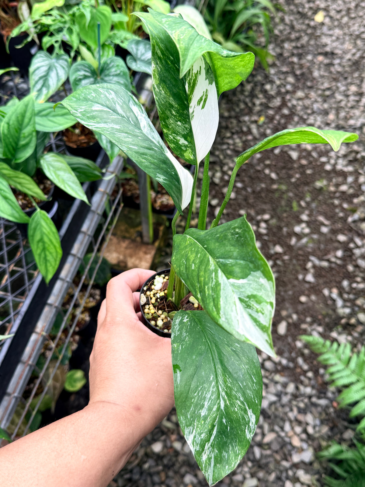 Monstera lechleriana Variegated M12