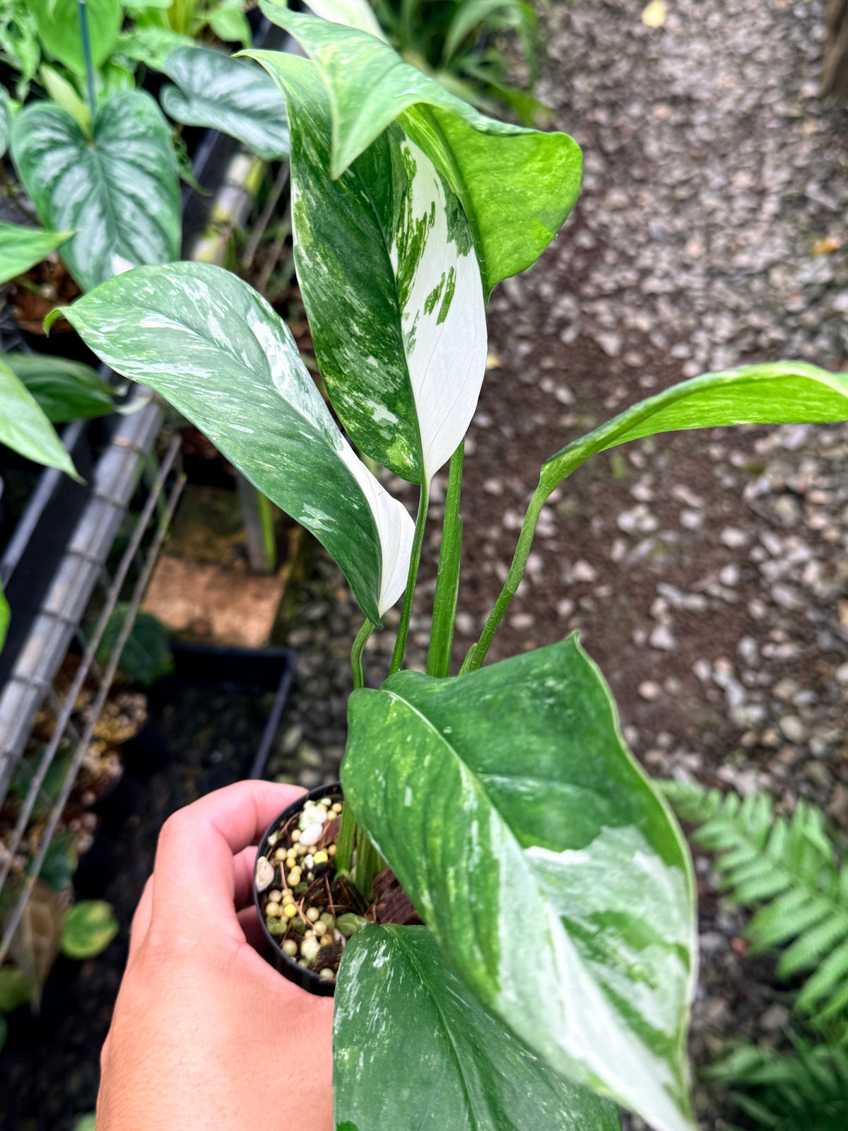Monstera lechleriana Variegated M12