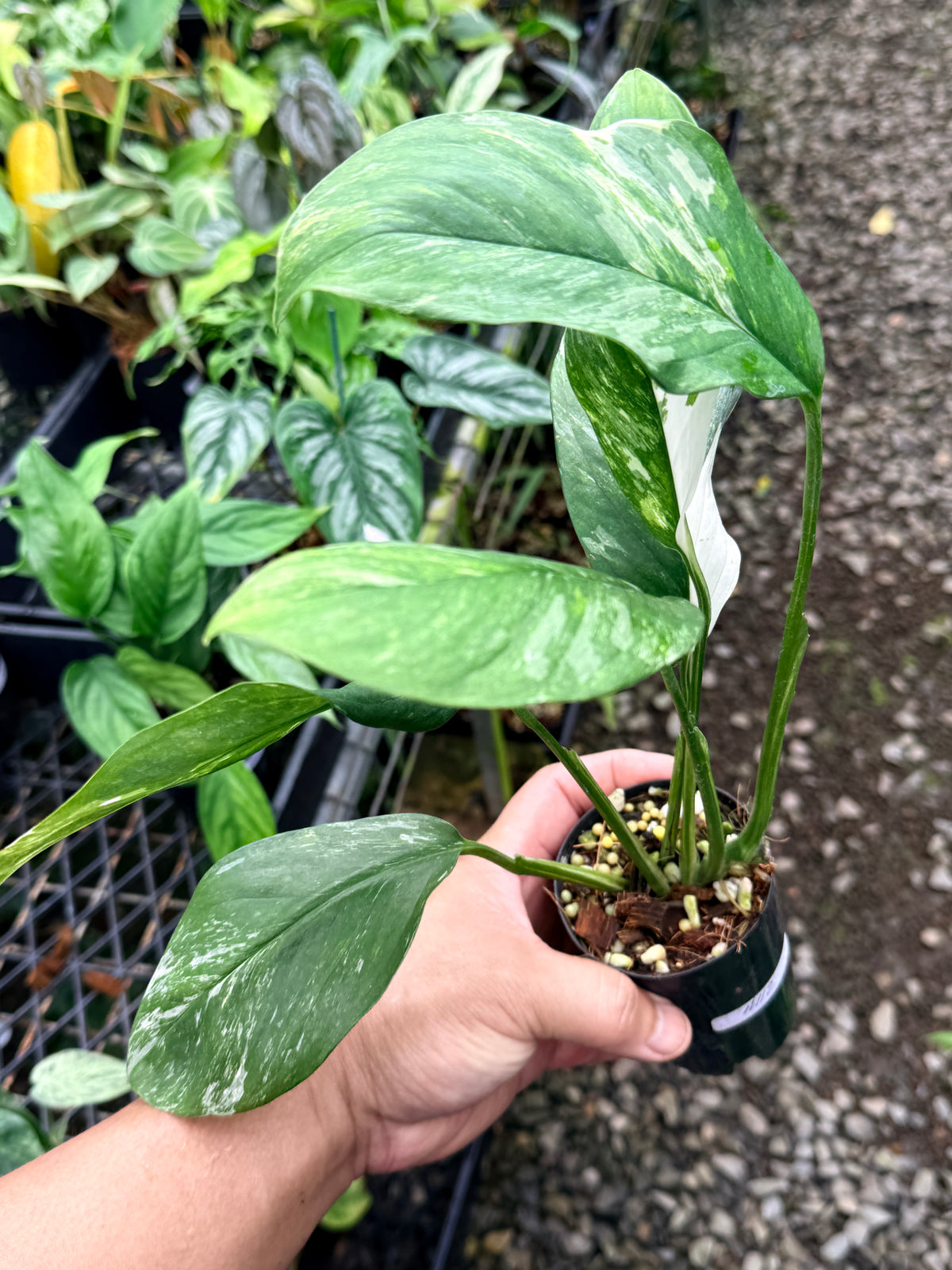Monstera lechleriana Variegated M12