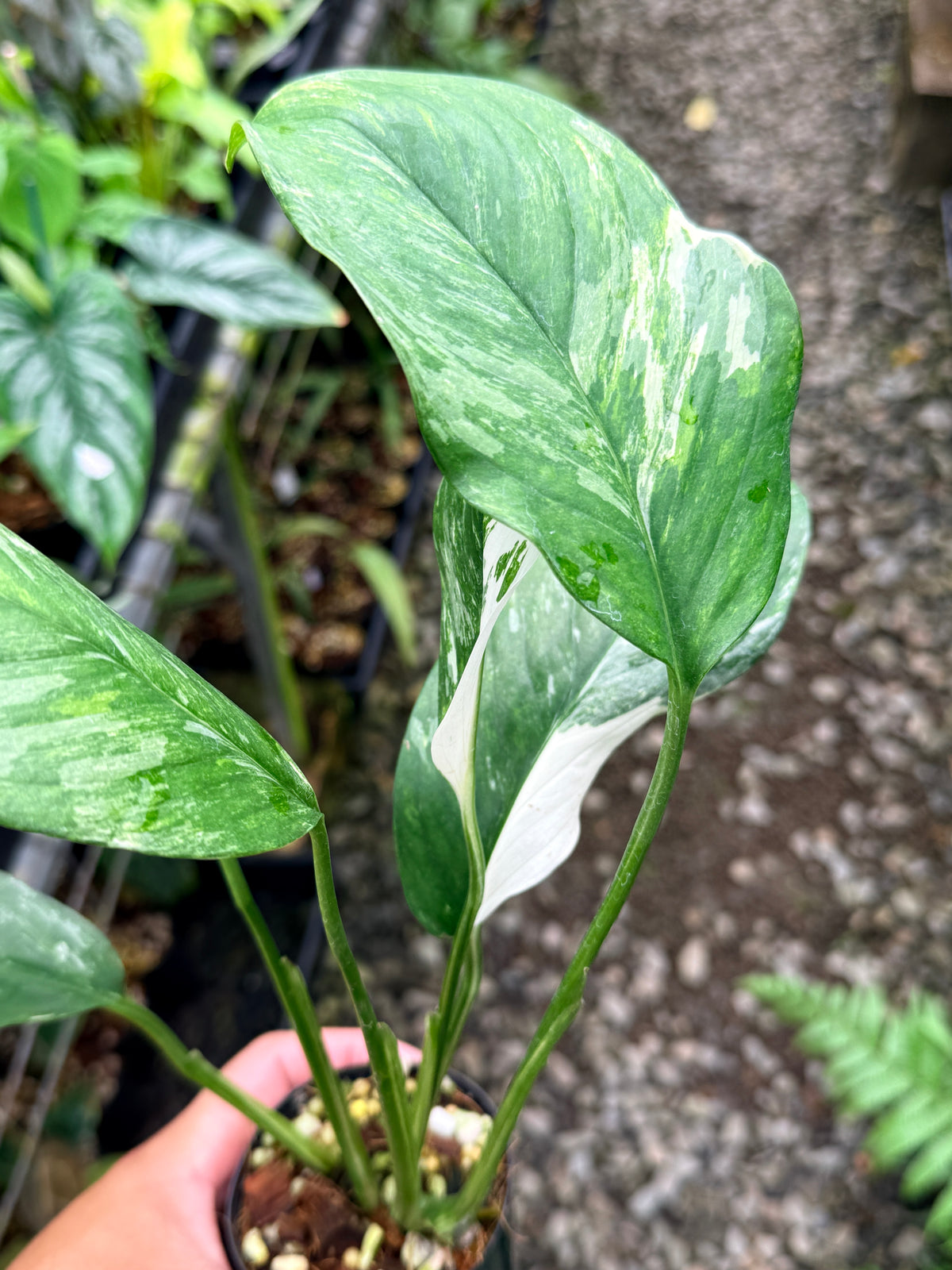 Monstera lechleriana Variegated M12