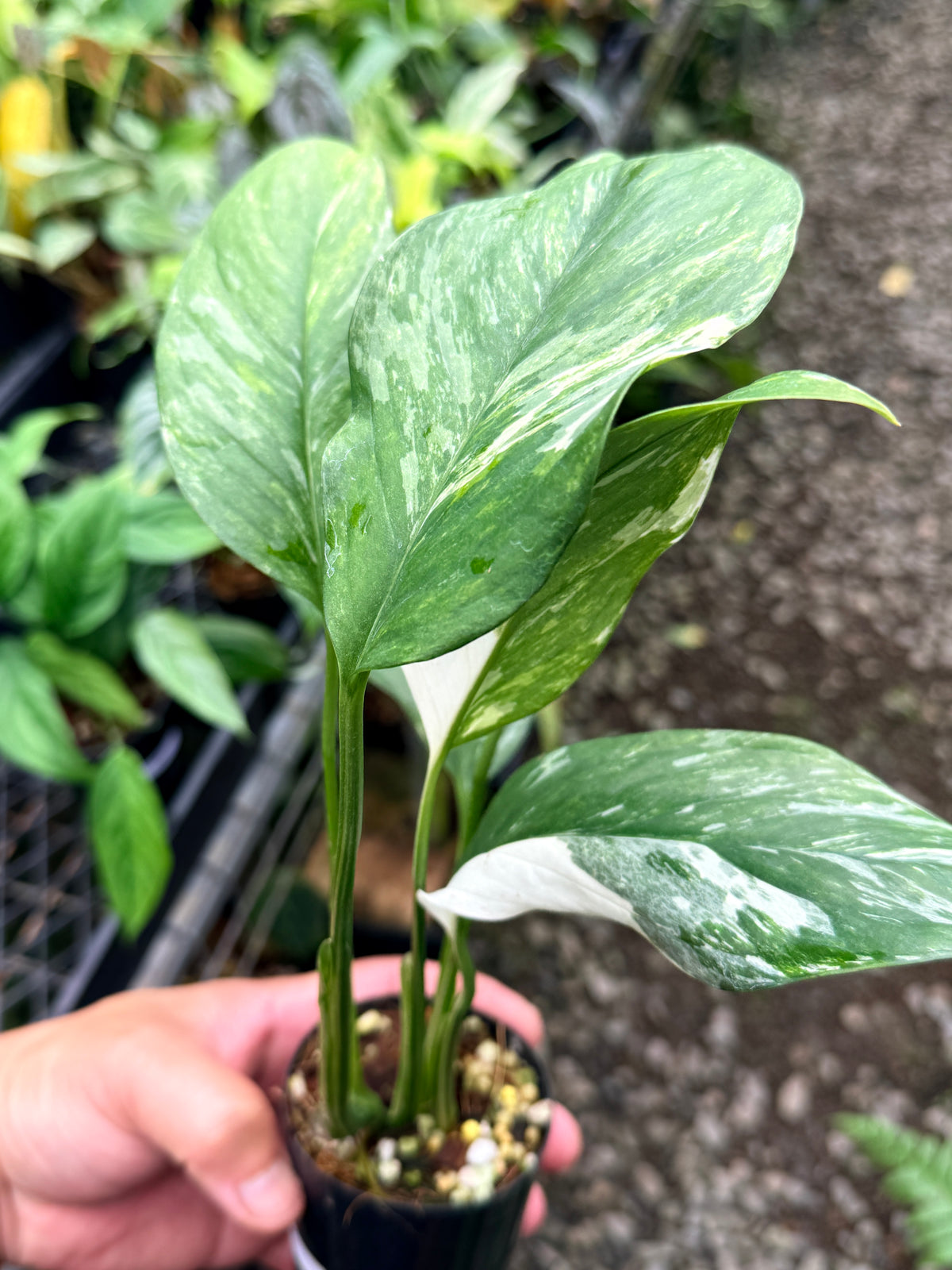 Monstera lechleriana Variegated M12