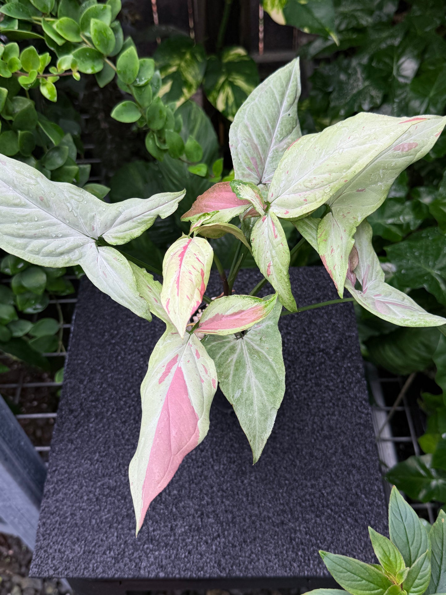 Syngonium 'Pink Salmon' K21