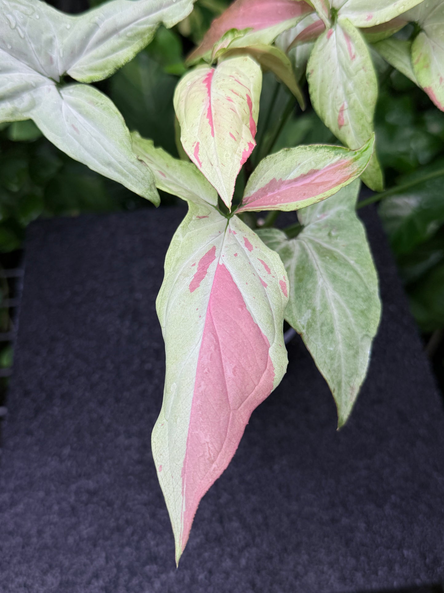 Syngonium 'Pink Salmon' K21