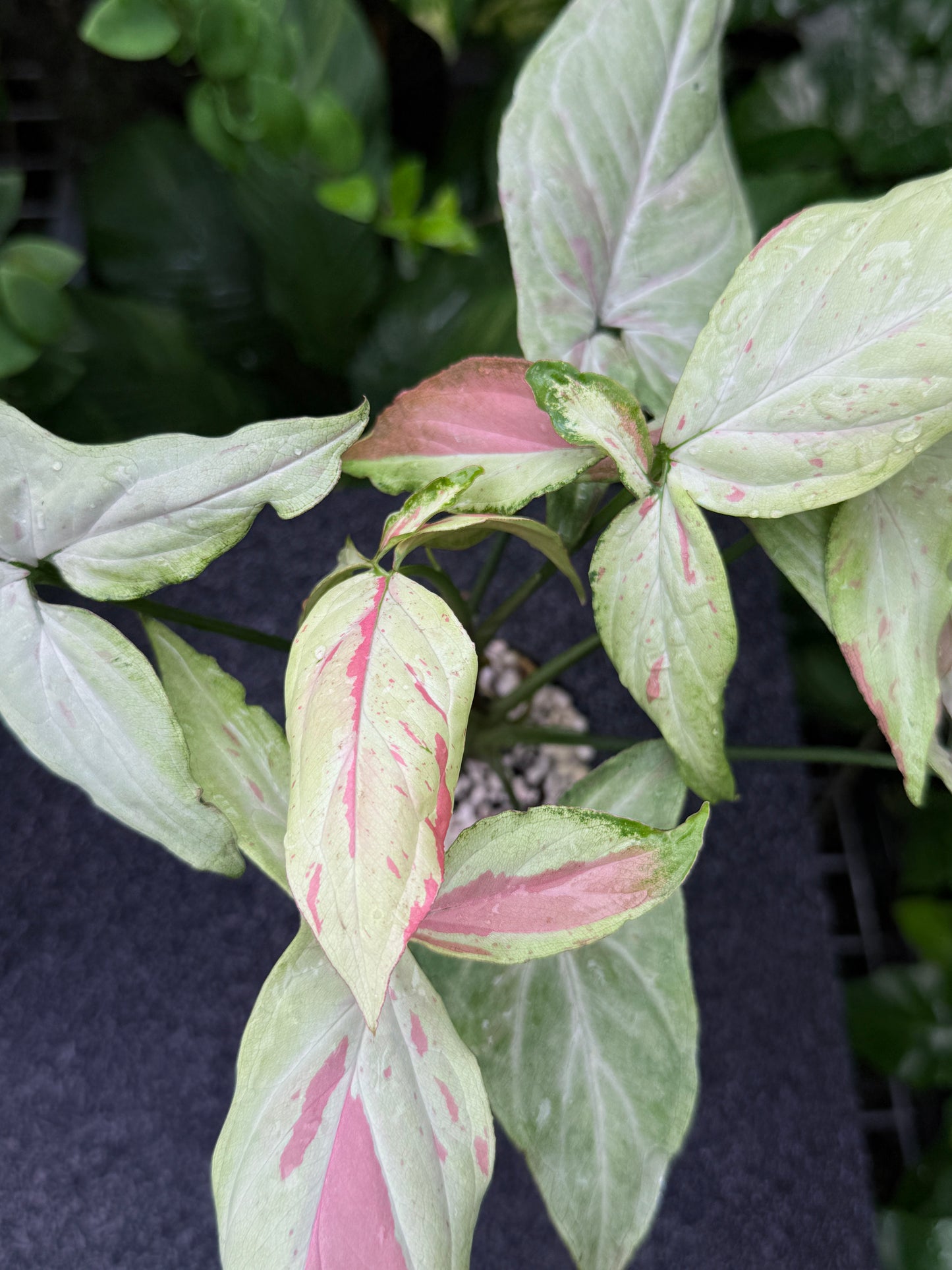 Syngonium 'Pink Salmon' K21