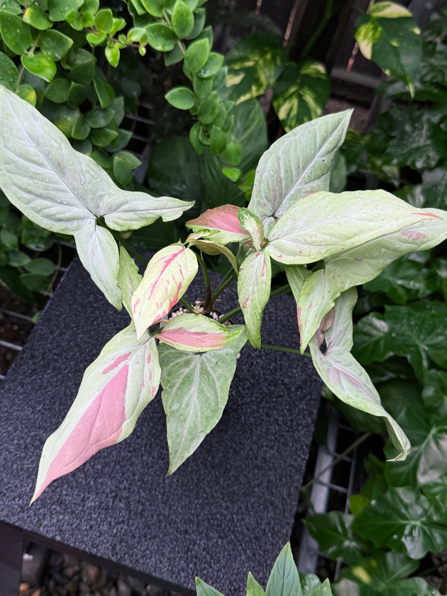 Syngonium 'Pink Salmon' K21