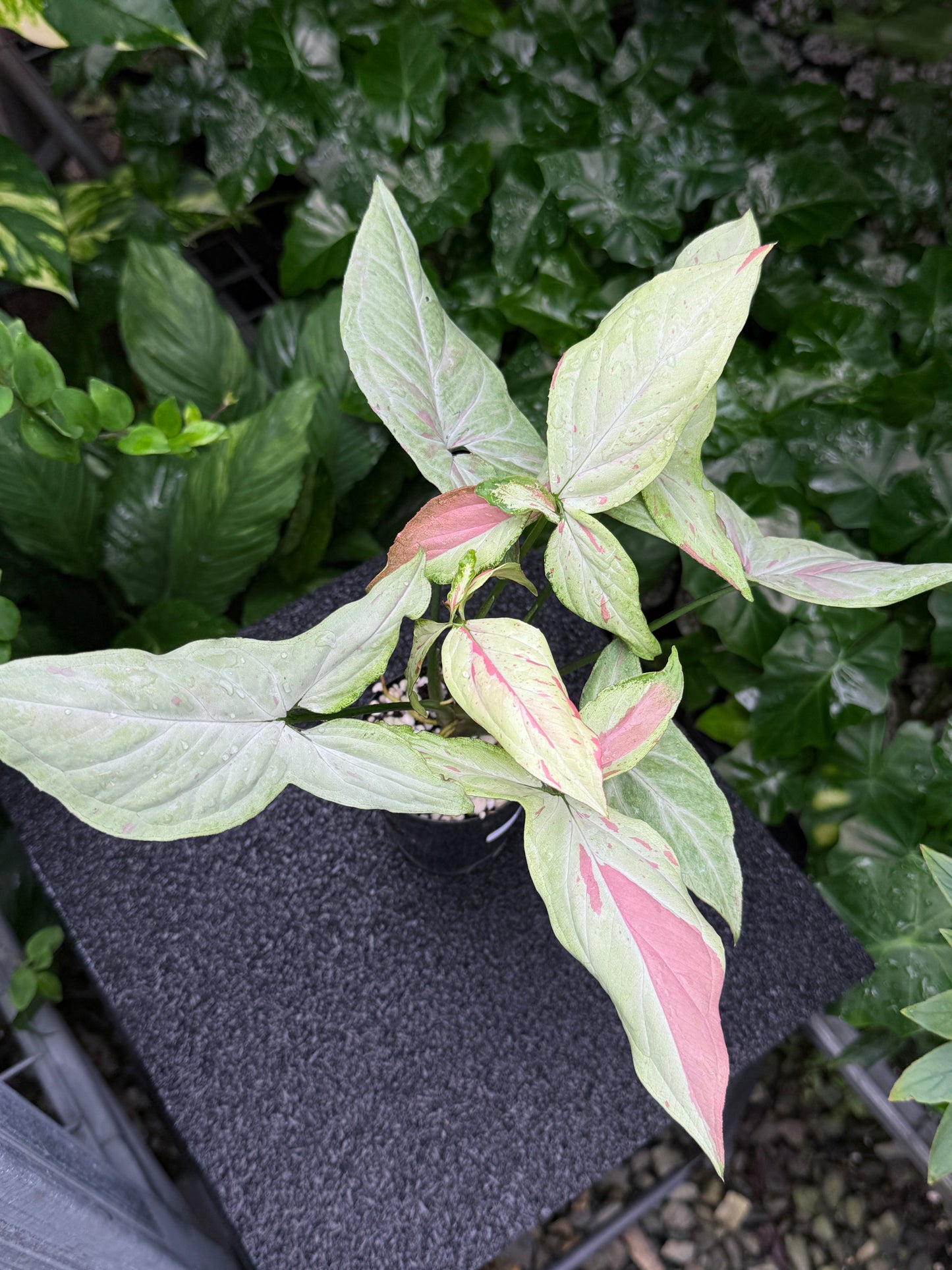 Syngonium 'Pink Salmon' K21