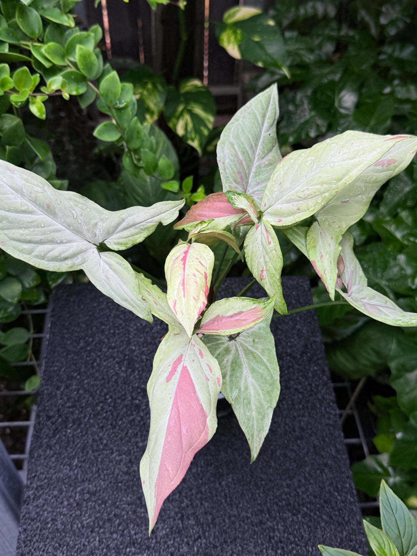 Syngonium 'Pink Salmon' K21