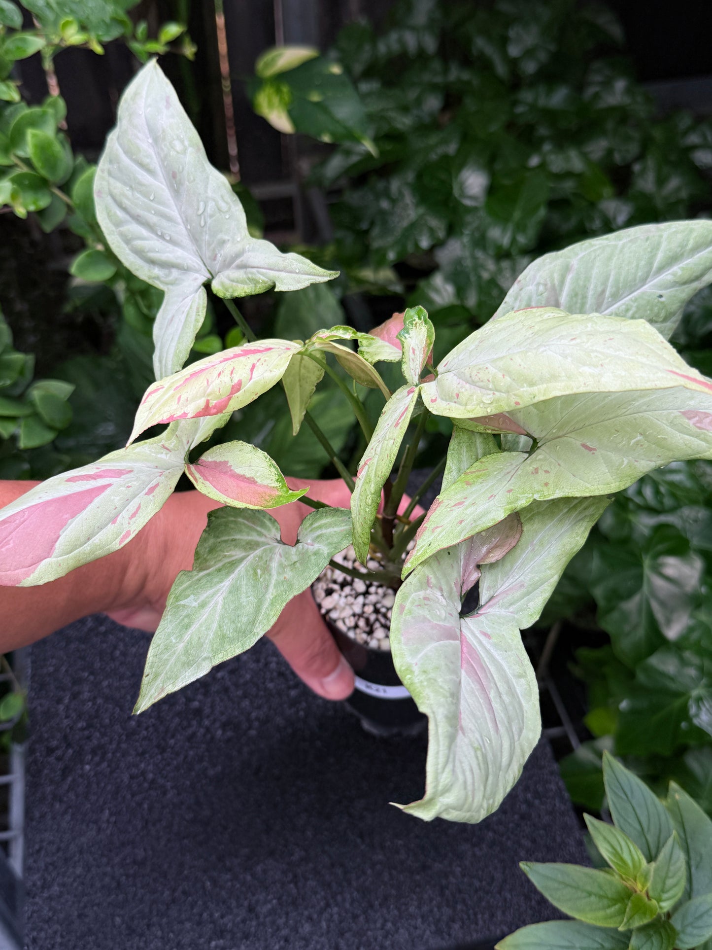 Syngonium 'Pink Salmon' K21