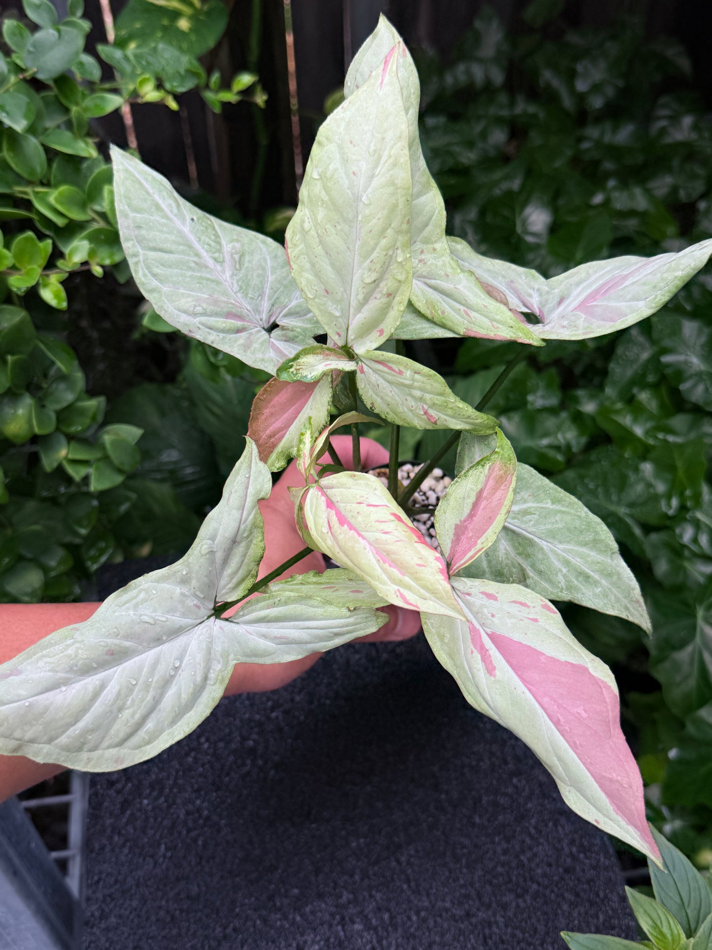Syngonium 'Pink Salmon' K21