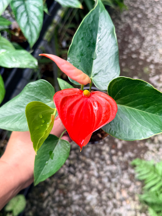 Anthurium 'Michigan' K45