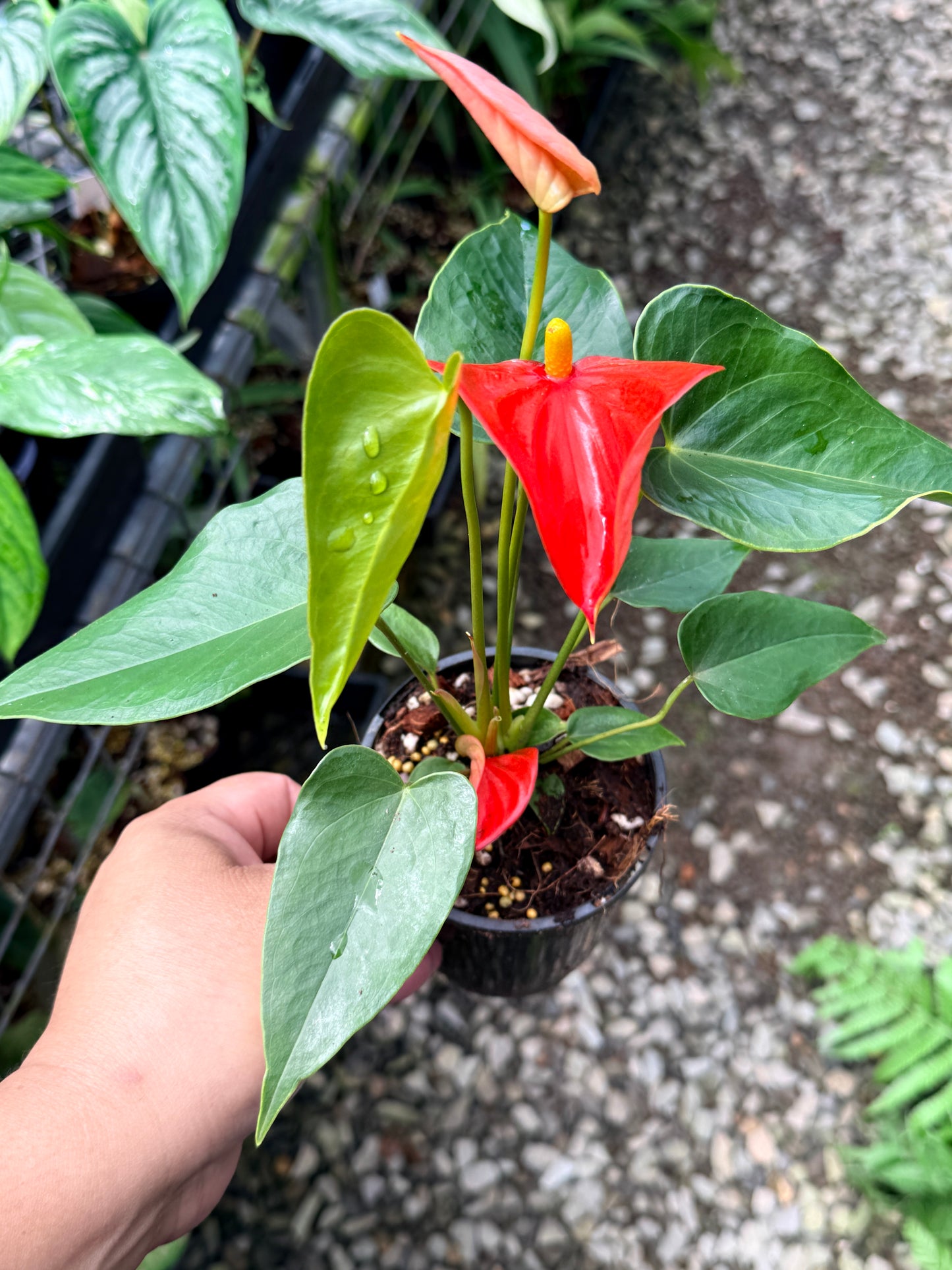Anthurium 'Michigan' K45