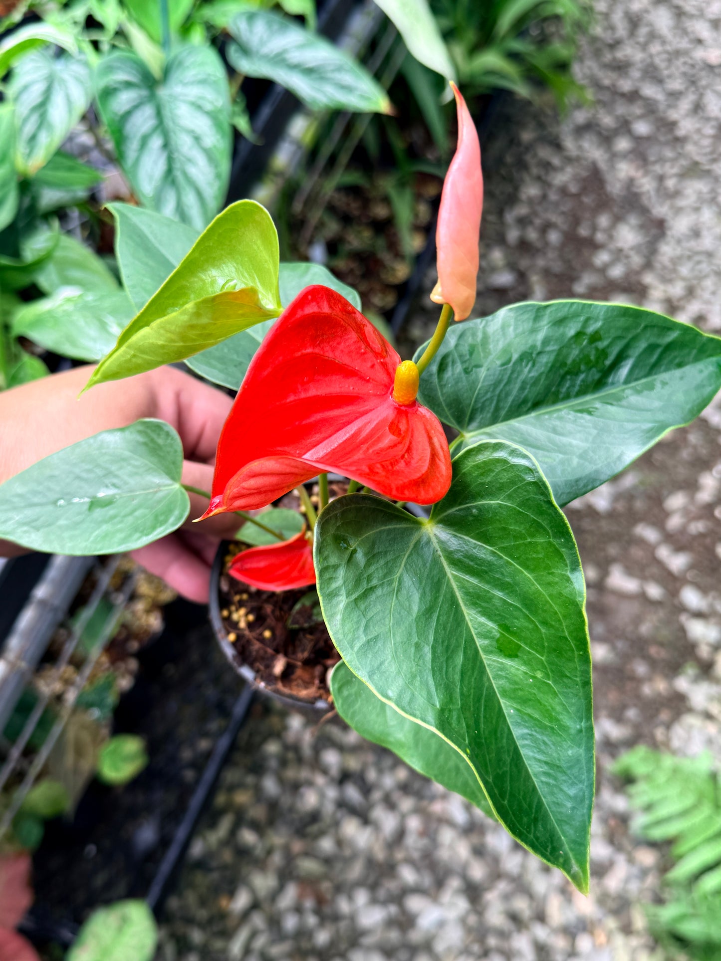 Anthurium 'Michigan' K45