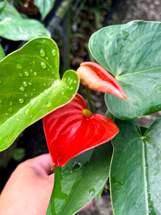 Anthurium 'Michigan' R28