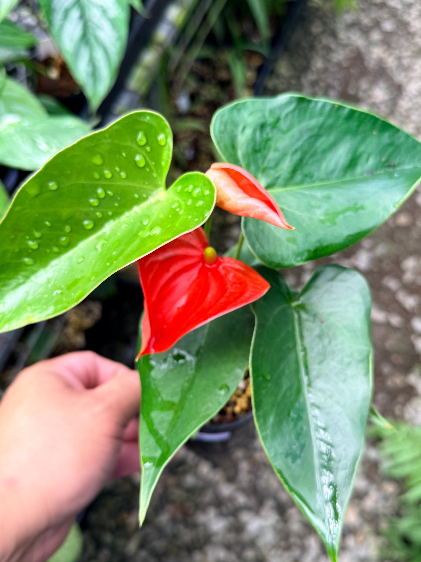 Anthurium 'Michigan' R28