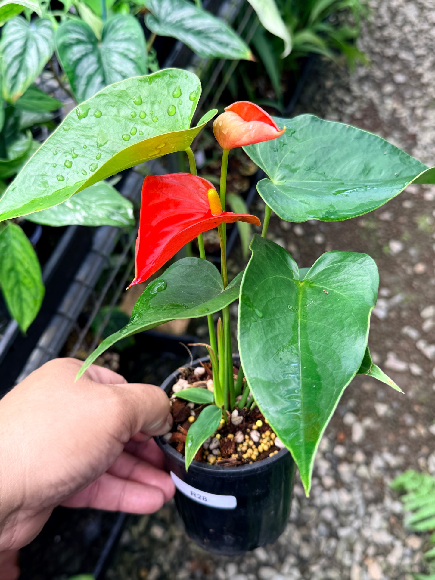 Anthurium 'Michigan' R28
