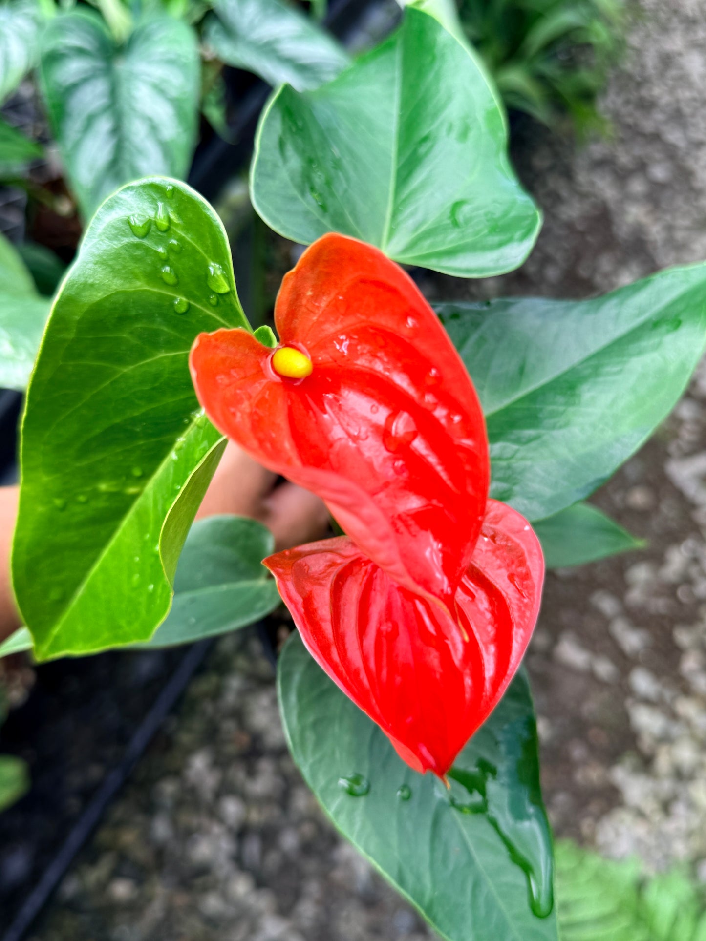 Anthurium 'Michigan' R27