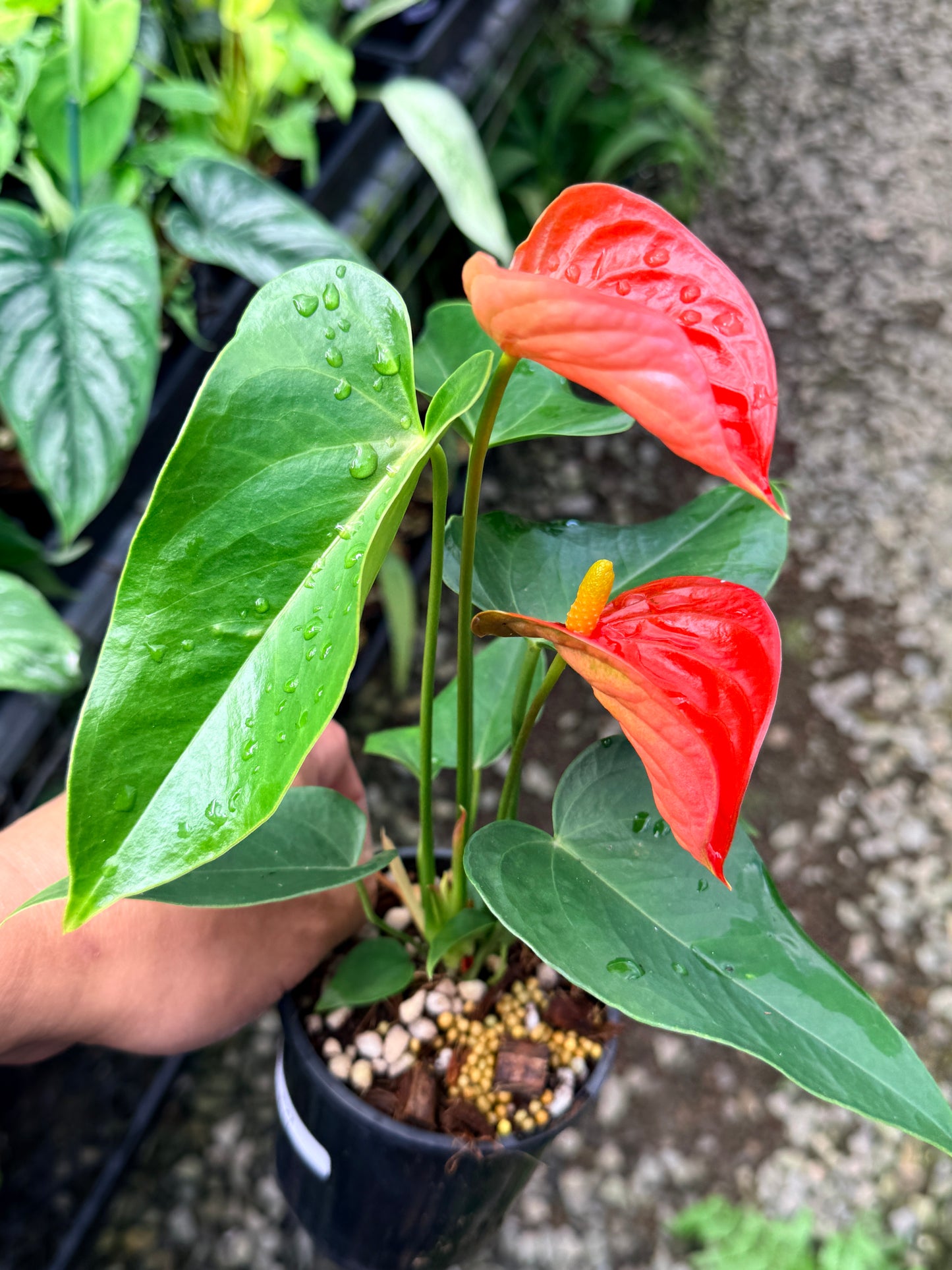 Anthurium 'Michigan' R27